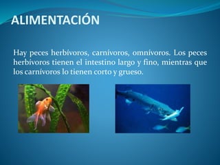 ALIMENTACIÓN
Hay peces herbívoros, carnívoros, omnívoros. Los peces
herbívoros tienen el intestino largo y fino, mientras que
los carnívoros lo tienen corto y grueso.
 