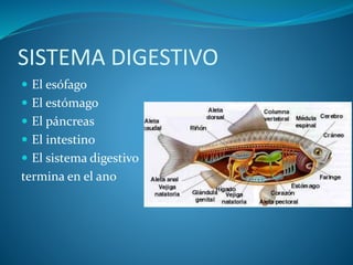 SISTEMA DIGESTIVO
 El esófago
 El estómago
 El páncreas
 El intestino
 El sistema digestivo
termina en el ano
 