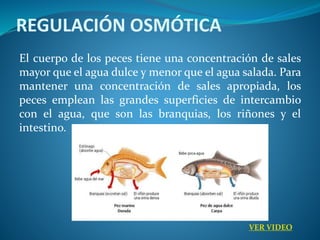 REGULACIÓN OSMÓTICA
El cuerpo de los peces tiene una concentración de sales
mayor que el agua dulce y menor que el agua salada. Para
mantener una concentración de sales apropiada, los
peces emplean las grandes superficies de intercambio
con el agua, que son las branquias, los riñones y el
intestino.
VER VIDEO
 