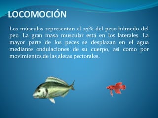 LOCOMOCIÓN
Los músculos representan el 25% del peso húmedo del
pez. La gran masa muscular está en los laterales. La
mayor parte de los peces se desplazan en el agua
mediante ondulaciones de su cuerpo, así como por
movimientos de las aletas pectorales.
 