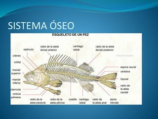 SISTEMA ÓSEO
 