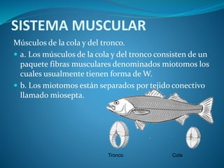SISTEMA MUSCULAR
Músculos de la cola y del tronco.
 a. Los músculos de la cola y del tronco consisten de un
paquete fibras musculares denominados miotomos los
cuales usualmente tienen forma de W.
 b. Los miotomos están separados por tejido conectivo
llamado miosepta.
Tronco Cola
 