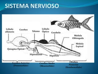 SISTEMA NERVIOSO
Lóbulo
olfatorio
Cerebro
Tálamo
Lóbulo
Óptico Cerebelo
Médula
Oblongada
Hipotálamo
Médula
Espinal
Quiagma Óptico
Hipófisis
Cerebro Anterior
(Prosencéfalo)
Cerebro Medio
(Mesencéfalo)
Cerebro
Posterior
(Rombencéfalo)
 