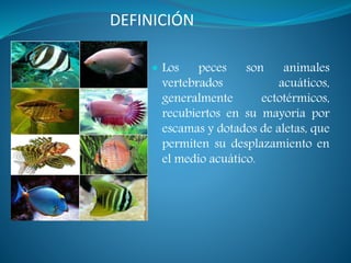  Los peces son animales
vertebrados acuáticos,
generalmente ectotérmicos,
recubiertos en su mayoría por
escamas y dotados de aletas, que
permiten su desplazamiento en
el medio acuático.
DEFINICIÓN
 