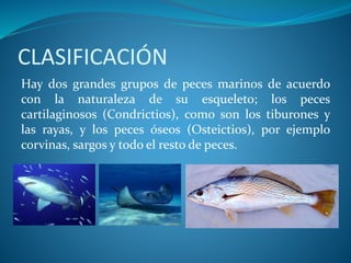 CLASIFICACIÓN
Hay dos grandes grupos de peces marinos de acuerdo
con la naturaleza de su esqueleto; los peces
cartilaginosos (Condrictios), como son los tiburones y
las rayas, y los peces óseos (Osteictios), por ejemplo
corvinas, sargos y todo el resto de peces.
 