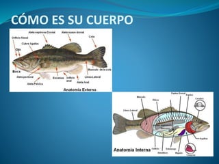 CÓMO ES SU CUERPO
 