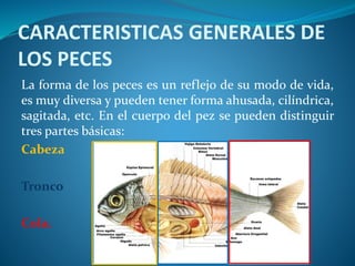 CARACTERISTICAS GENERALES DE
LOS PECES
La forma de los peces es un reflejo de su modo de vida,
es muy diversa y pueden tener forma ahusada, cilíndrica,
sagitada, etc. En el cuerpo del pez se pueden distinguir
tres partes básicas:
Cabeza
Tronco
Cola.
 