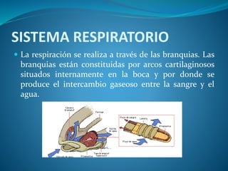 SISTEMA RESPIRATORIO
 La respiración se realiza a través de las branquias. Las
branquias están constituidas por arcos cartilaginosos
situados internamente en la boca y por donde se
produce el intercambio gaseoso entre la sangre y el
agua.
 