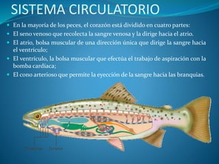 SISTEMA CIRCULATORIO
 En la mayoría de los peces, el corazón está dividido en cuatro partes:
 El seno venoso que recolecta la sangre venosa y la dirige hacia el atrio.
 El atrio, bolsa muscular de una dirección única que dirige la sangre hacia
el ventrículo;
 El ventrículo, la bolsa muscular que efectúa el trabajo de aspiración con la
bomba cardíaca;
 El cono arterioso que permite la eyección de la sangre hacia las branquias.
 