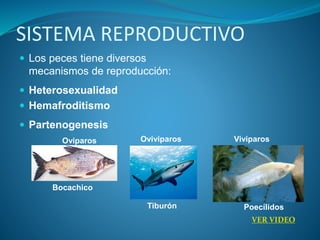 SISTEMA REPRODUCTIVO
 Los peces tiene diversos
mecanismos de reproducción:
 Heterosexualidad
 Hemafroditismo
 Partenogenesis
VER VIDEO
Bocachico
Viviparos
Oviviparos
Oviparos
Tiburón Poecílidos
 