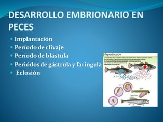 DESARROLLO EMBRIONARIO EN
PECES
 Implantación
 Período de clivaje
 Período de blástula
 Periódos de gástrula y faringula
 Eclosión
 