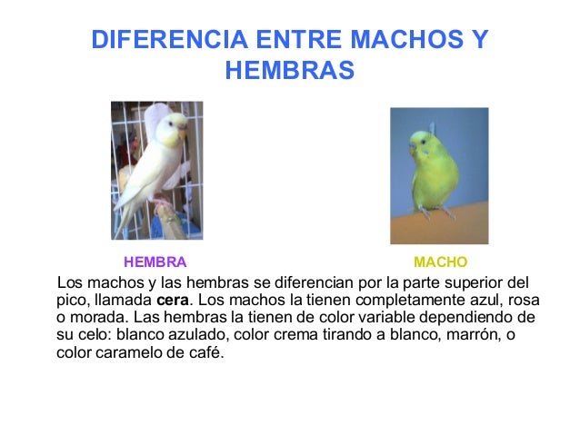 Diferencia Entre Oca Macho Y Hembra