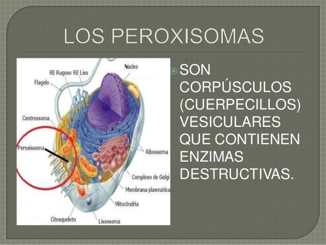 Download Los peroxisomas