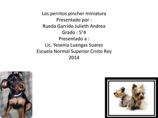 Los perritos pincher miniatura
Presentado por :
Rueda Garrido Julieth Andrea
Grado : 5°4
Presentado a :
Lic. Yesenia Luengas Suarez
Escuela Normal Superior Cristo Rey
2014
 