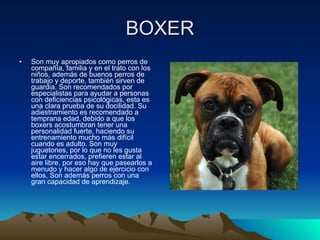 BOXER ,[object Object]