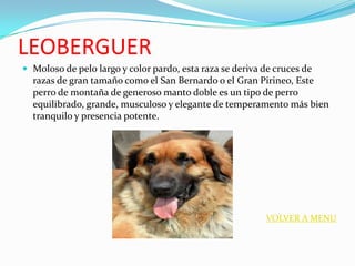 LEOBERGUER
 Moloso de pelo largo y color pardo, esta raza se deriva de cruces de
  razas de gran tamaño como el San Bernardo o el Gran Pirineo, Este
  perro de montaña de generoso manto doble es un tipo de perro
  equilibrado, grande, musculoso y elegante de temperamento más bien
  tranquilo y presencia potente.




                                                          VOLVER A MENU
 