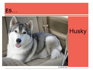 ES...
Husky
 
