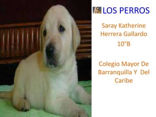 LOS PERROS
Saray Katherine
Herrera Gallardo
     10°B

Colegio Mayor De
Barranquilla Y Del
     Caribe
 