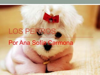 LOS PERROS
Por Ana Sofía Carmona