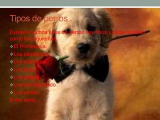 Tipos de perros .
Existen muchos tipos de perros hay finos y otros no tanto
como los siguientes.
El Pomerania.
Los labradores.
Los dálmatas
Los pugs.
Los galgos
Los san Bernardo
Los yorkis
Entre otros.