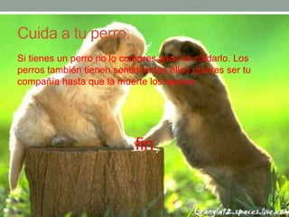 Cuida a tu perro.
Si tienes un perro no lo compres para no cuidarlo. Los
perros también tienen sentimientos ellos quieres ser tu
compañía hasta que la muerte los separe.
fin