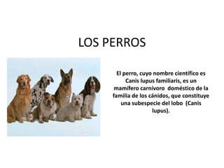 LOS PERROS
El perro, cuyo nombre científico es
Canis lupus familiaris, es un
mamífero carnívoro doméstico de la
familia de los cánidos, que constituye
una subespecie del lobo (Canis
lupus).
 