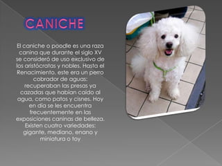 El caniche o poodle es una raza
canina que durante el siglo XV
se consideró de uso exclusivo de
los aristócratas y nobles. Hasta el
Renacimiento, este era un perro
cobrador de aguas:
recuperaban las presas ya
cazadas que habían caído al
agua, como patos y cisnes. Hoy
en día se les encuentra
frecuentemente en las
exposiciones caninas de belleza.
Existen cuatro variedades:
gigante, mediano, enano y
miniatura o toy
 