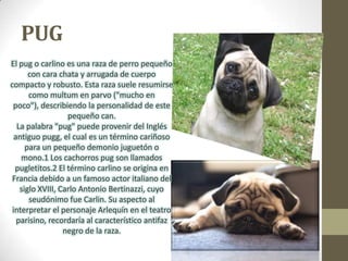 PUG
El pug o carlino es una raza de perro pequeño
con cara chata y arrugada de cuerpo
compacto y robusto. Esta raza suele resumirse
como multum en parvo ("mucho en
poco"), describiendo la personalidad de este
pequeño can.
La palabra "pug" puede provenir del Inglés
antiguo pugg, el cual es un término cariñoso
para un pequeño demonio juguetón o
mono.1 Los cachorros pug son llamados
pugletitos.2 El término carlino se origina en
Francia debido a un famoso actor italiano del
siglo XVIII, Carlo Antonio Bertinazzi, cuyo
seudónimo fue Carlin. Su aspecto al
interpretar el personaje Arlequín en el teatro
parisino, recordaría al característico antifaz
negro de la raza.
 