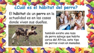 ¿Cuál es el hábitat del perro?
El hábitat de un perro en la
actualidad es en las casas
donde viven sus dueños.
también existe una raza
de perro salvaje que habita
cerca del África, este tipo
de perros viven en manadas.
 