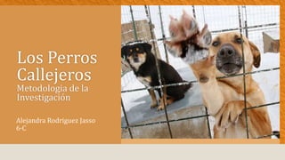 Los Perros 
Callejeros 
Metodologia de la 
Investigación 
Alejandra Rodriguez Jasso 
6·C 
 