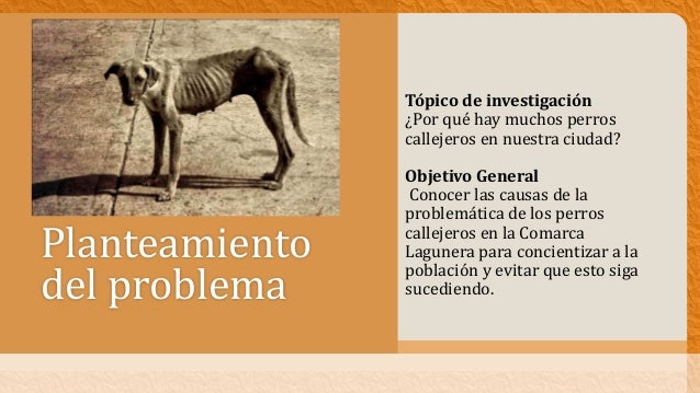 Los perros callejeros
