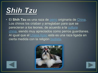 • El nombre Shih Tzu proviene de la palabra china "perro 
león" ya que este tipo de perro fue criado para parecerse 
al le...