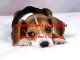 Los perros de la raza beagle
Hecho: Jimena Rodríguez Aguirre
 