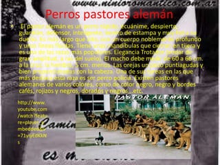 Perros pastores alemán
•    El pastor alemán es un perro rápido, ecuánime, despierto,
    guardián, defensor, inteligente, bonito de estampa y muy fiel a su
    dueño. Es más largo que alto, con un cuerpo noblemente profundo
    y unas líneas fluidas. Tiene unas mandíbulas que cierran en tijera y
    es una de las razas más populares. Elegancia Trotador (andar de
    gran amplitud, a ras del suelo). El macho debe medir de 60 a 66 cm.
    a la cruz; la hembra, 5 cm. menos. Las orejas un poco puntiagudas y
    bien proporcionadas con la cabeza. Una de sus tareas en las que
    más destaca esta raza es ser perro policía. Existen pastores
    alemanes de varios colores, como de color negro, negro y bordes
    cafés, rojizos y negros, dorados y negros...etc.
    http://www.
    youtube.com
    /watch?featu
    re=player_e
    mbedded&v
    =71yiyEdKkN
    s
 