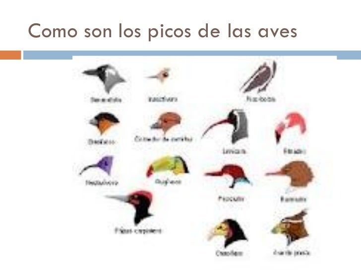 Diferentes Picos De Aves Segun Su Alimentacion