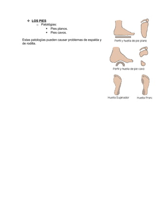  LOS PIES
       o Patológias:
              Pies planos.
              Pies cavos.

Estas patologías pueden causar problemas de espalda y
de rodilla.
 