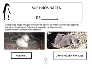 SUS HIJOS NACEN  DE  . CRIAS RECIEN NACIDAS. HUEVOS . 3 Cada pareja busca un lugar apropiado en donde, sin nido ni preparación especial, coloca su único huevo. Esto ocurre alrededor de Mayo o Junio,  al comienzo del crudo invierno antártico. 