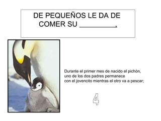 DE PEQUEÑOS LE DA DE  COMER SU  , Durante el primer mes de nacido el pichón,  uno de los dos padres permanece  con el jovencito mientras el otro va a pescar;  4 