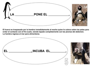 LA  PONE EL  . EL  ,  INCUBA  EL   . El huevo es traspasado por la hembra inmediatamente al macho quien lo coloca sobre las patas para evitar el contacto con el frio suelo, siendo tapado completamente con las plumas del abdomen.  La hembra regresa al mar para alimentarse.  5 