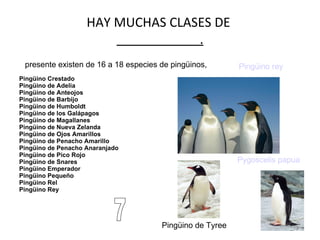 HAY MUCHAS CLASES DE    . presente existen de 16 a 18 especies de pingüinos,  Pygoscelis papua Pingüino rey Pingüino de Tyree 7 Pingüino Crestado Pingüino de Adelia Pingüino de Anteojos Pingüino de Barbijo Pingüino de Humboldt Pingüino de los Galápagos Pingüino de Magallanes Pingüino de Nueva Zelanda Pingüino de Ojos Amarillos Pingüino de Penacho Amarillo Pingüino de Penacho Anaranjado Pingüino de Pico Rojo Pingüino de Snares Pingüino Emperador Pingüino Pequeño Pingüino Rel Pingüino Rey 