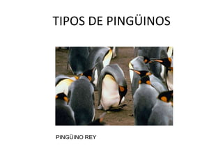 TIPOS DE PINGÜINOS




PINGÜINO REY
 