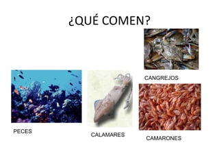 ¿QUÉ COMEN?



                       CANGREJOS




PECES
           CALAMARES
                       CAMARONES
 