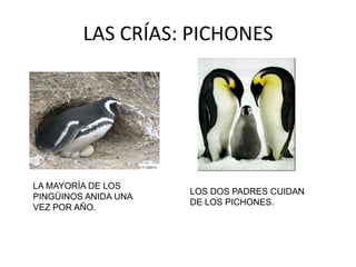 LAS CRÍAS: PICHONES




LA MAYORÍA DE LOS
                      LOS DOS PADRES CUIDAN
PINGÜINOS ANIDA UNA
                      DE LOS PICHONES.
VEZ POR AÑO.
 