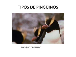 TIPOS DE PINGÜINOS




 PINGÜINO CRESTADO
 