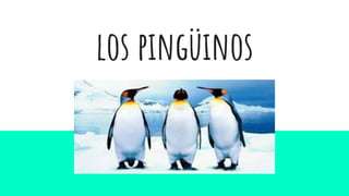 los pingüinos
 