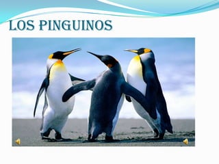 Los pinguinos
 