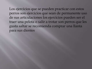 Los ejercicios que se pueden practicar con estos
perros son ejercicios que sean de permanente uso
de sus articulaciones los ejercicios pueden ser el
traer una pelota o salir a trotar son perros que les
gusta saltar se recomienda comprar una llanta
para sus dientes
 