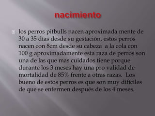  los perros pitbulls nacen aproximada mente de
30 a 35 días desde su gestación, estos perros
nacen con 8cm desde su cabeza a la cola con
100 g aproximadamente esta raza de perros son
una de las que mas cuidados tiene porque
durante los 3 meses hay una pro validad de
mortalidad de 85% frente a otras razas. Los
bueno de estos perros es que son muy difíciles
de que se enfermen después de los 4 meses.
 