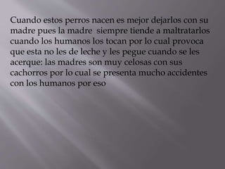Cuando estos perros nacen es mejor dejarlos con su
madre pues la madre siempre tiende a maltratarlos
cuando los humanos los tocan por lo cual provoca
que esta no les de leche y les pegue cuando se les
acerque: las madres son muy celosas con sus
cachorros por lo cual se presenta mucho accidentes
con los humanos por eso
 