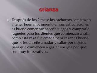  Después de los 2 mese los cachorros comienzan
a tener buen movimiento en sus articulaciones
es bueno comenzar hacerle juegos y comprarle
juguetes para los dientes que comienzan a salir
como esta raza fue creada para cazar es bueno
que se les enseñe a nadar y saltar por objetos
para que comiencen a gastar energía por que
son muy imperativos.
 